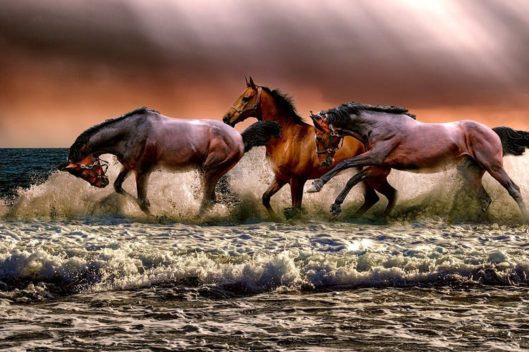 Fotobehang Freedom for horses