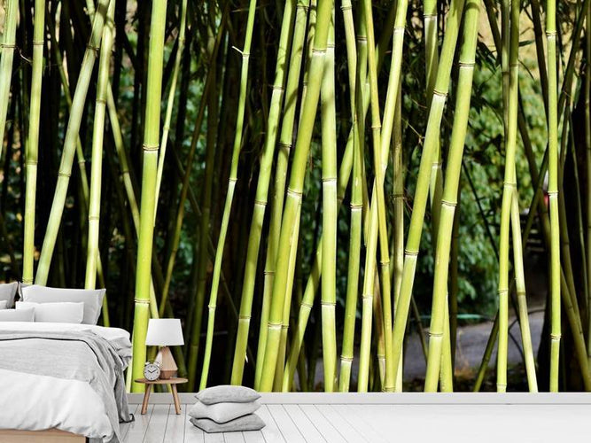 Fotobehang Vers bamboe