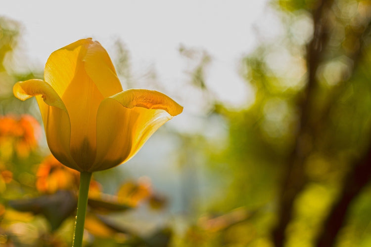 Fotobehang Yellow tulip in the nature