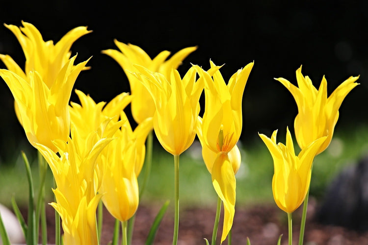 Fotobehang Yellow tulips in the nature