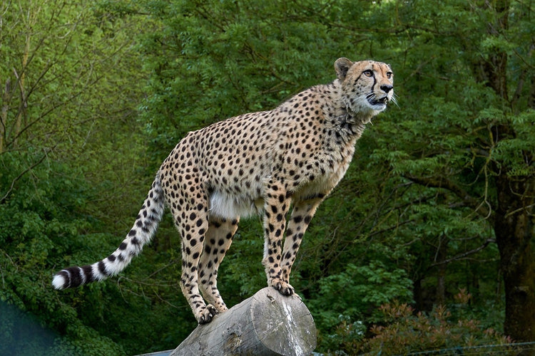 Fotobehang Cheetah on the go