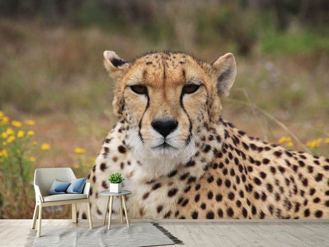 Fotobehang Cheetah XL