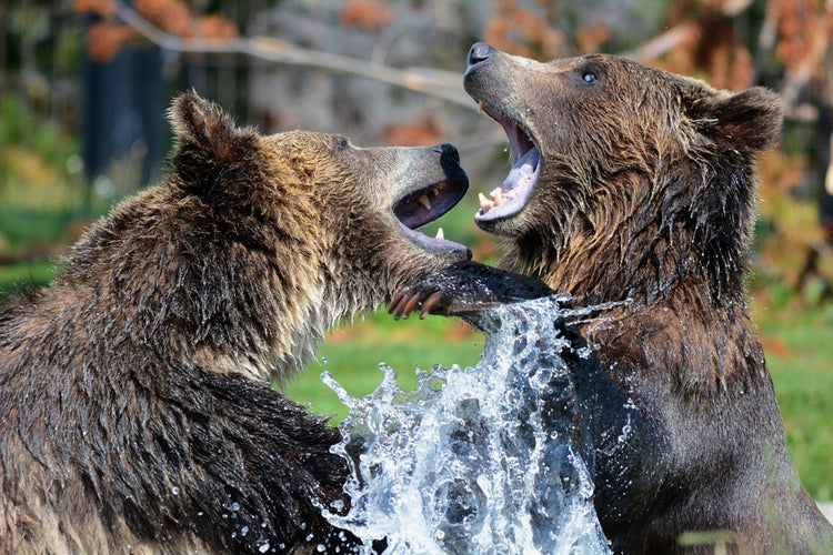 Fotobehang Grizzly fight