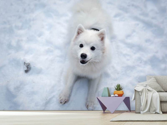 Fotobehang Honden plezier in de sneeuw