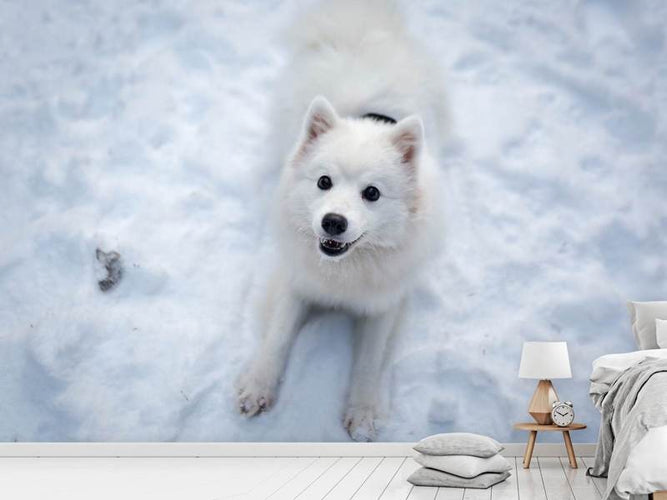 Fotobehang Honden plezier in de sneeuw