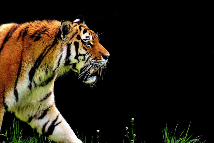 Fotobehang Imposing tiger