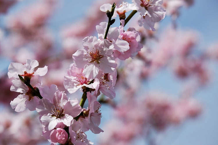 Fotobehang Japanese cherry tree close up