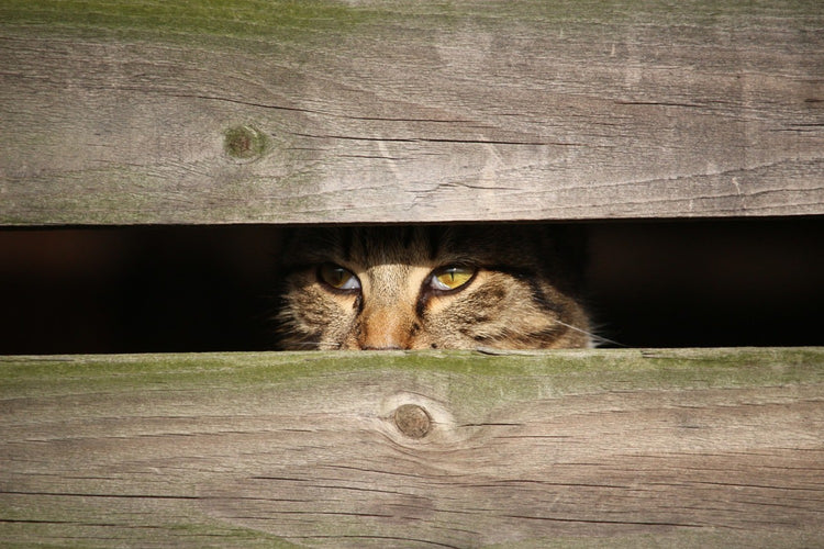 Fotobehang Cat in hiding