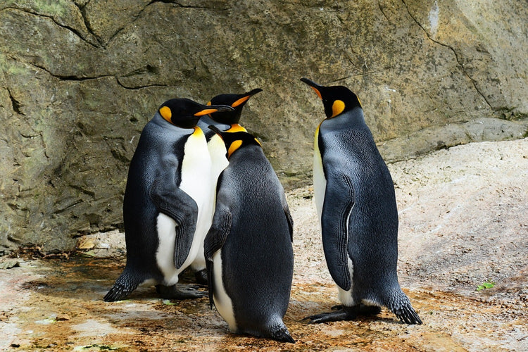 Fotobehang King penguins