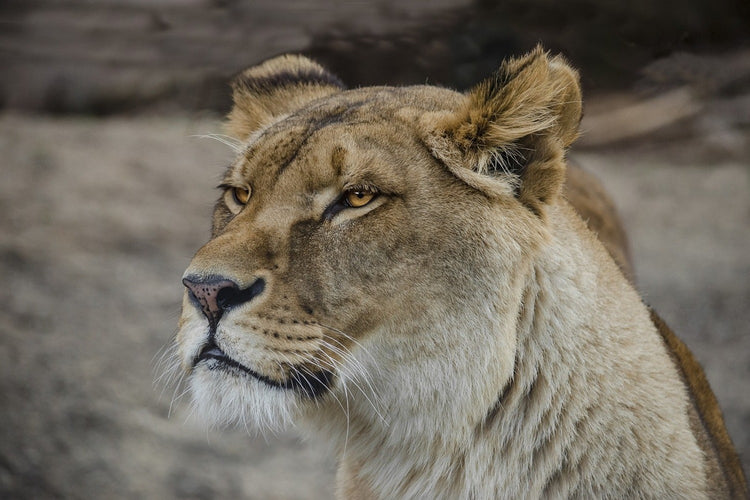 Fotobehang Head of a lioness