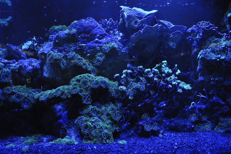 Fotobehang Coral reef in blue