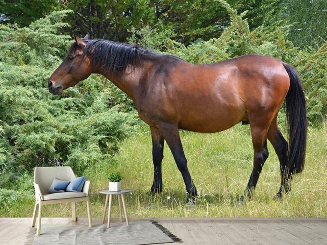 Fotobehang Sterk Paard