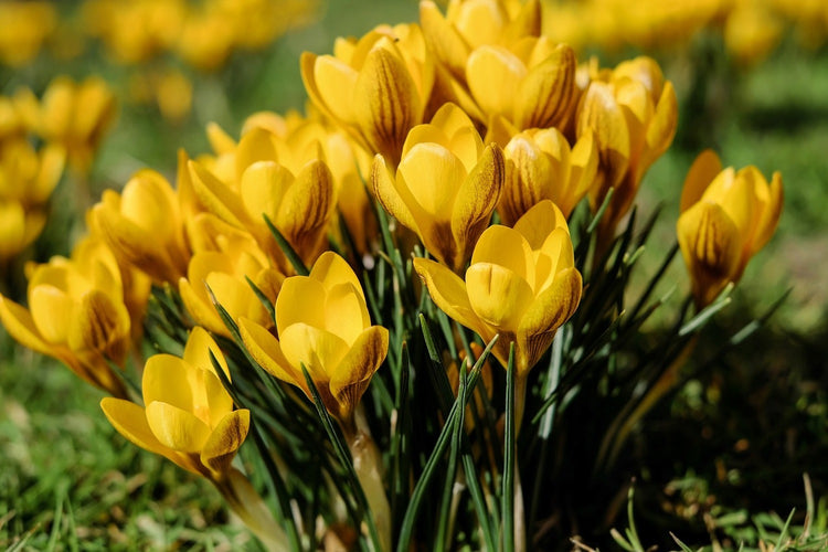 Fotobehang Crocuses in spring