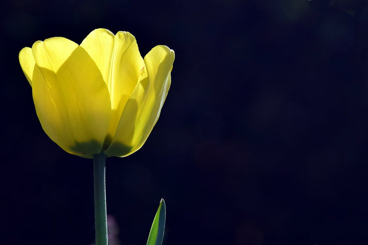 Fotobehang Glowing tulip