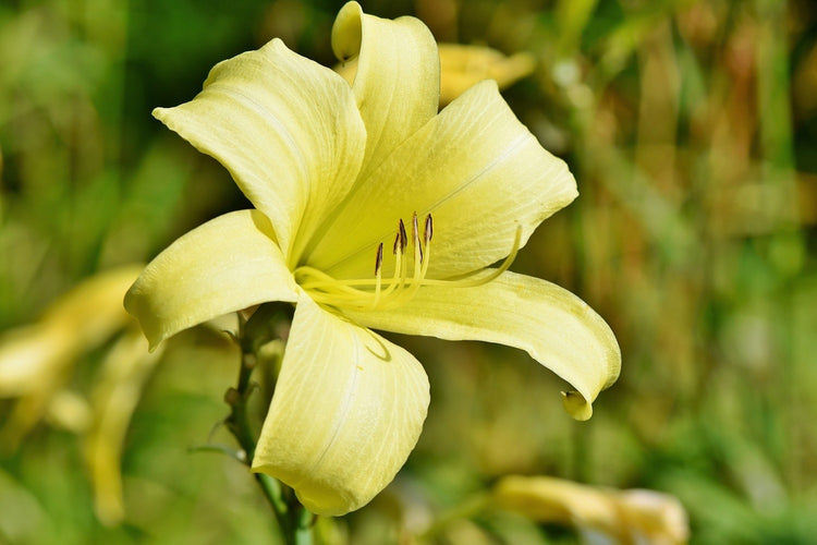 Fotobehang Lilies blossom in yellow