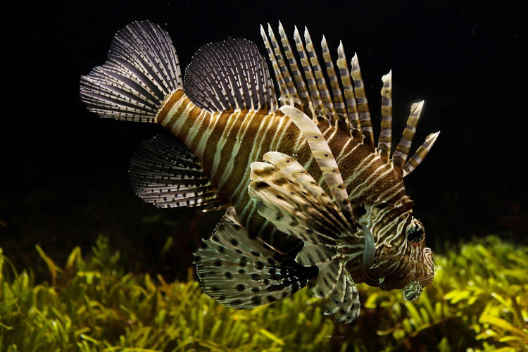 Fotobehang Lion fish