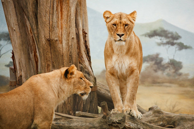 Fotobehang Lions in Africa