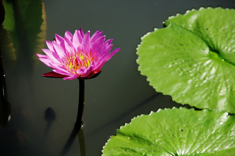 Fotobehang Lotus flower in pink