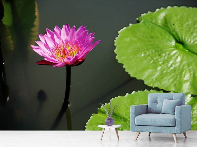 Fotobehang Lotus Bloem in roze