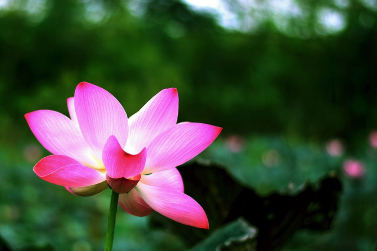 Fotobehang Lotus in nature
