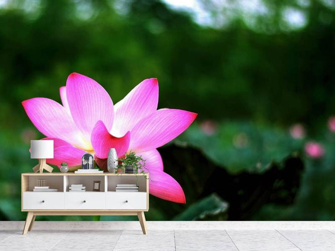 Fotobehang Lotus bloem in de natuur