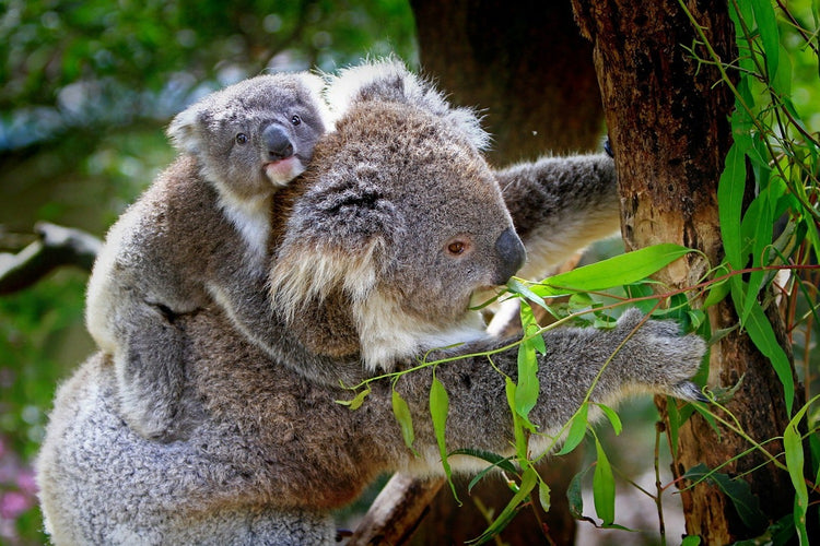 Fotobehang Mom and baby koala