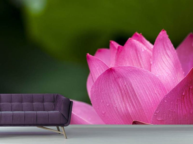 Fotobehang Lotus in roze