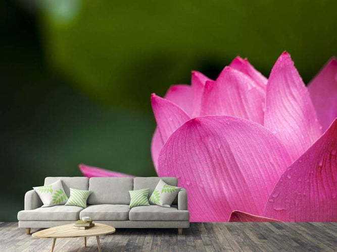 Fotobehang Lotus in roze