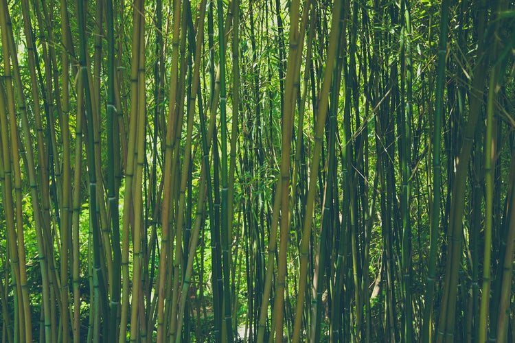Fotobehang In the middle of the bamboo
