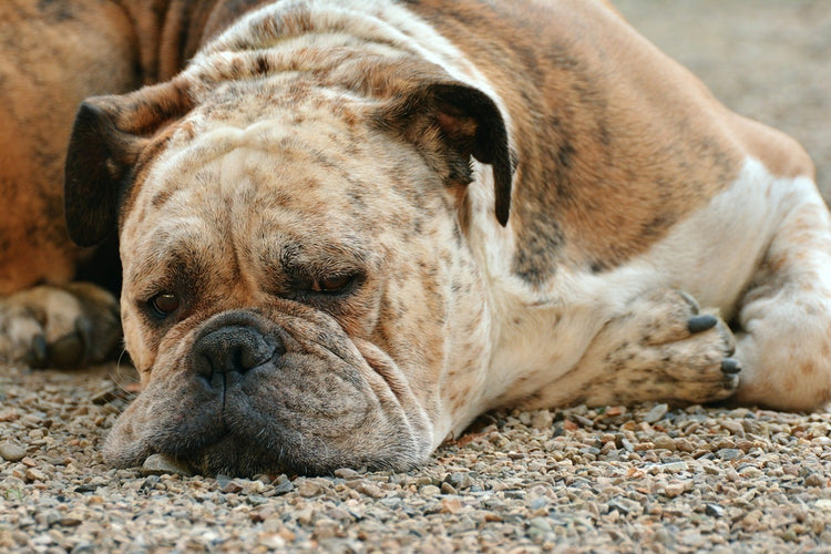 Fotobehang Tired boxer