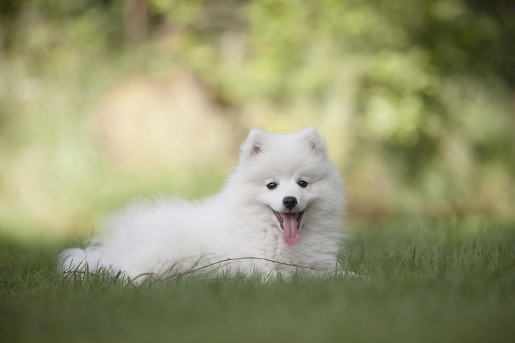 Fotobehang Cute spitz puppy