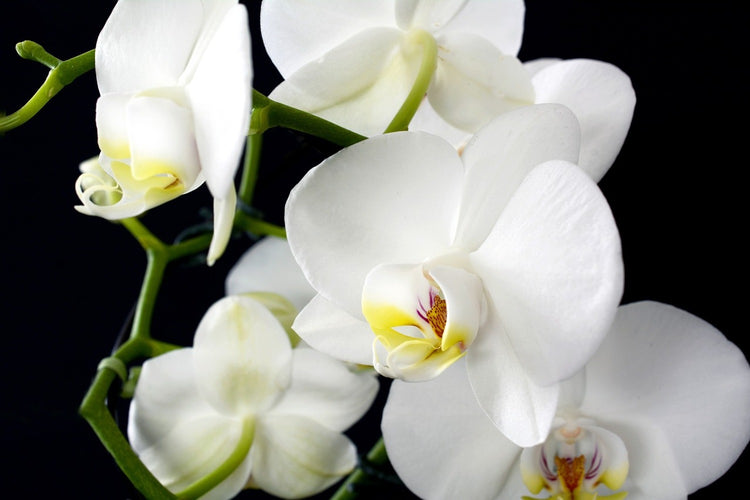 Fotobehang Orchid close up