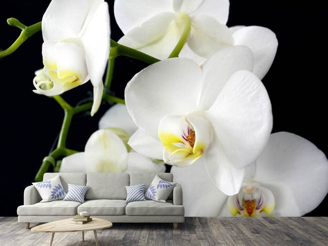 Fotobehang Orchidee close up