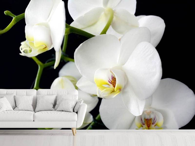 Fotobehang Orchidee close up