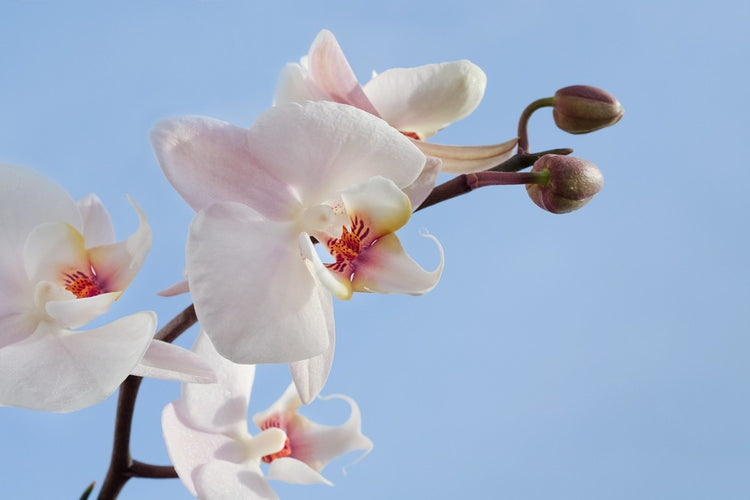 Fotobehang Orchid in the sky