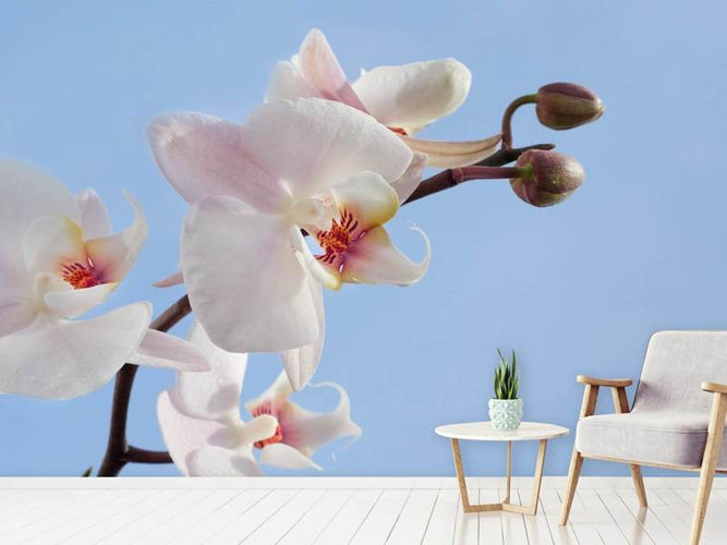 Fotobehang Orchidee