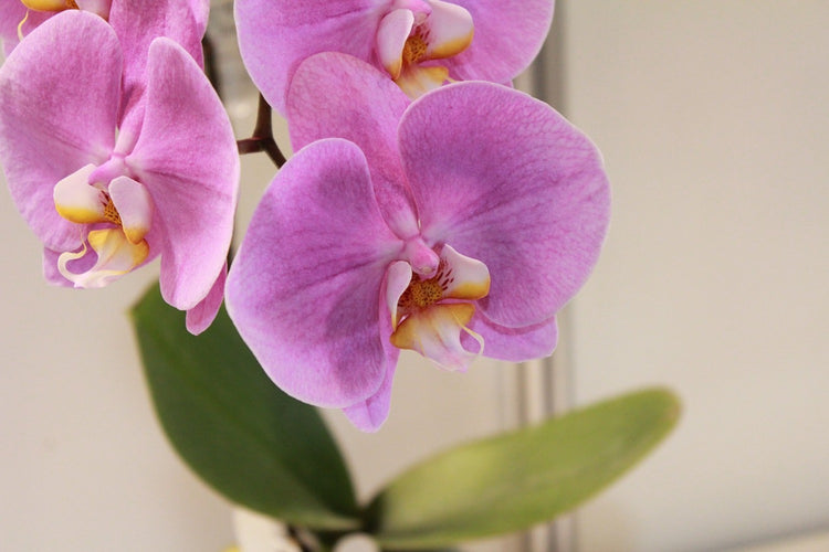 Fotobehang Orchids with purple flowers in XL