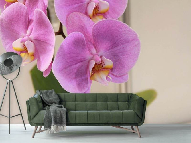 Fotobehang Orchideeën met paarse bloemen