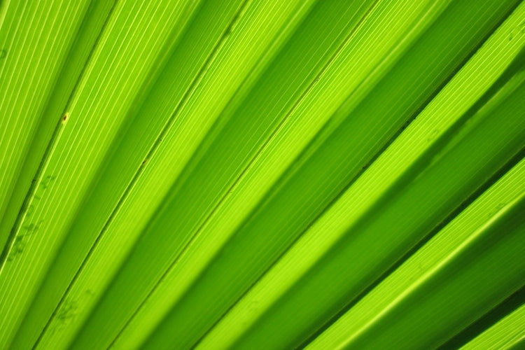 Fotobehang Palm stripes 2