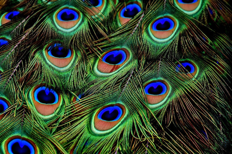 Fotobehang Peacock feathers XXL