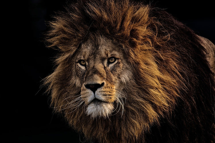 Fotobehang Portrait of a lion