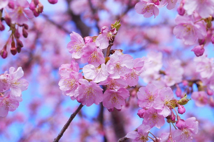 Fotobehang Gorgeous cherry blossom