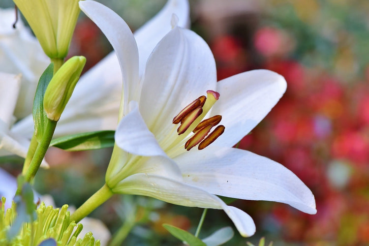Fotobehang Magnificent lily in white