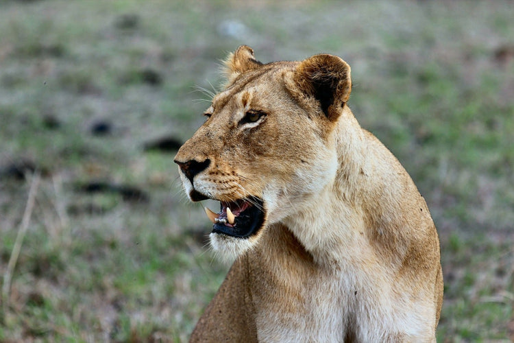 Fotobehang Magnificent lioness