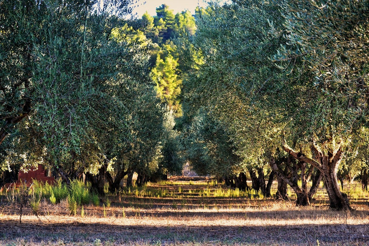 Fotobehang Magnificent olive trees