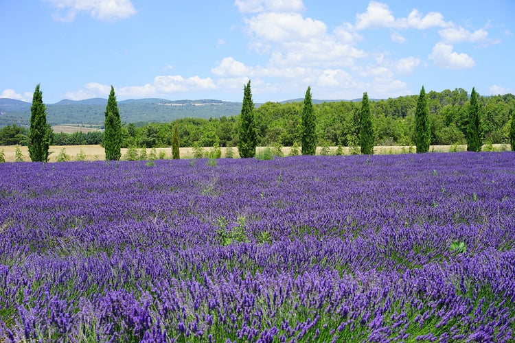 Fotobehang Magnificent lavender field