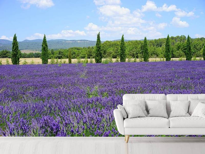 Fotobehang Lavendel veld
