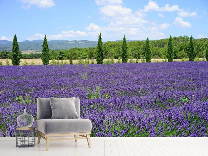 Fotobehang Lavendel veld