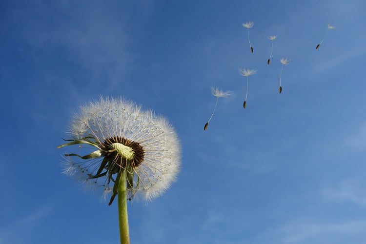 Fotobehang Dandelion - I wish for something