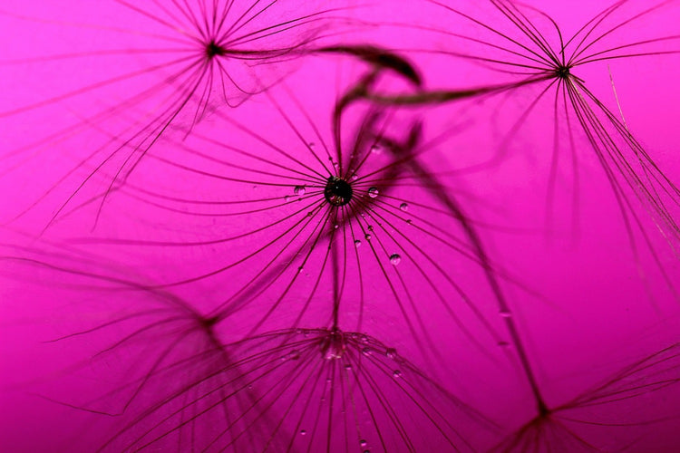 Fotobehang Dandelion in pink